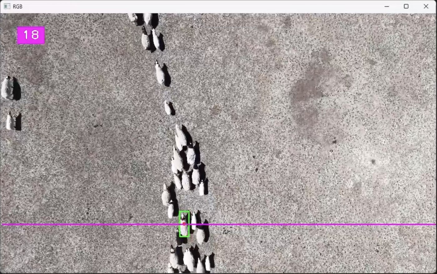 Drone footage of sheep with AI counting